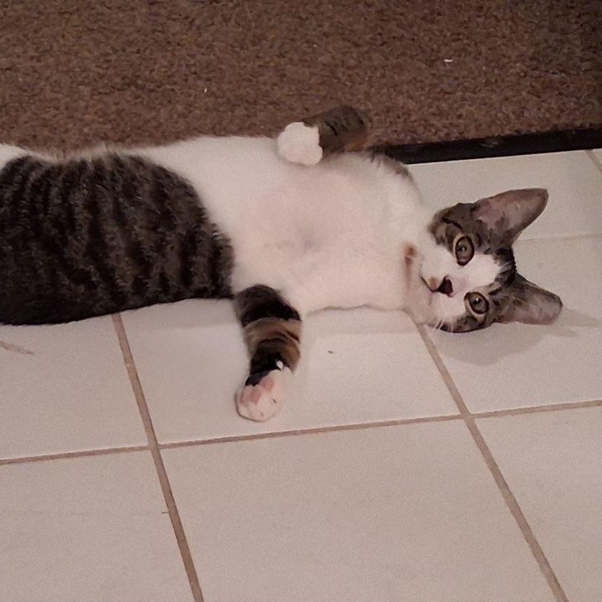 Enlarge Twix Fix, a Adoptable Domestic Short Hair in Hudsonville, MI image 4/5