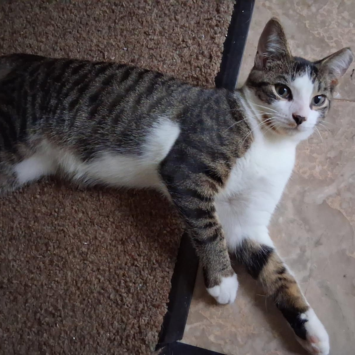 Enlarge Twix Fix, a Adoptable Domestic Short Hair in Hudsonville, MI image 2/5