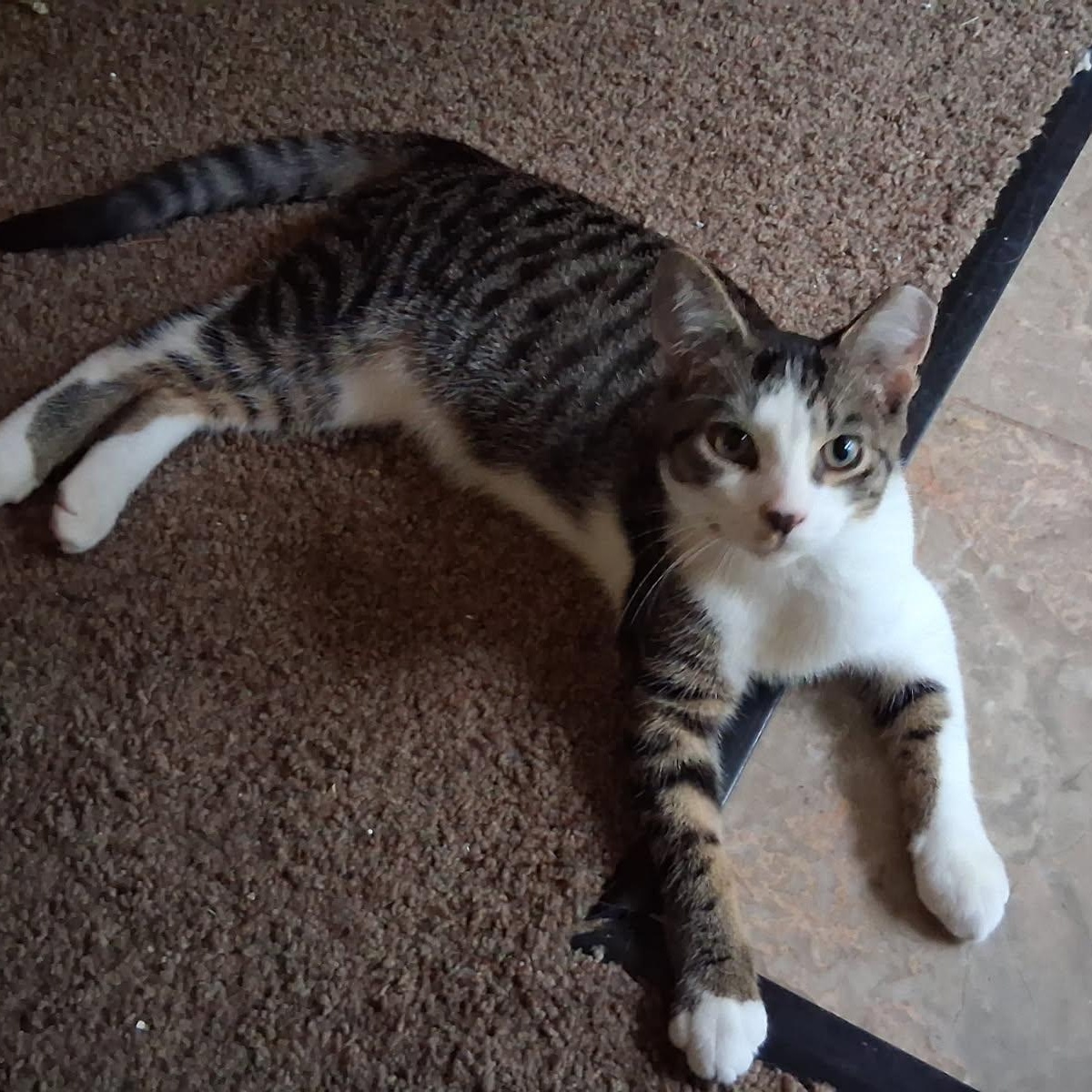 Enlarge Twix Fix, a Adoptable Domestic Short Hair in Hudsonville, MI image 3/5