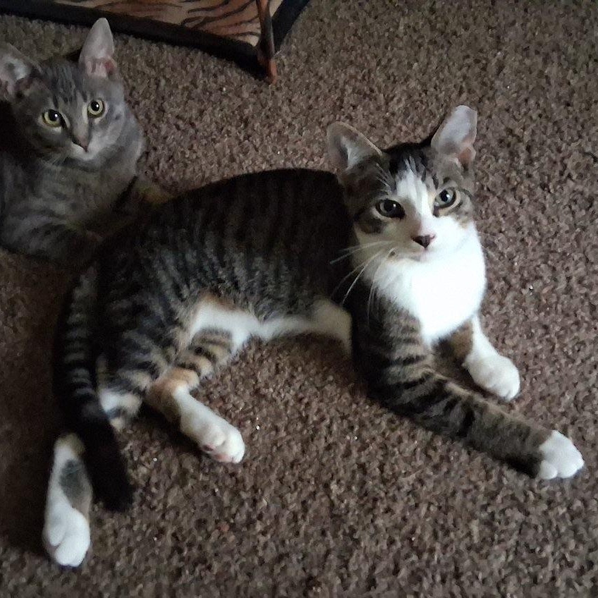Twix Fix, Adoptable, Kitten Male Domestic Short Hair.