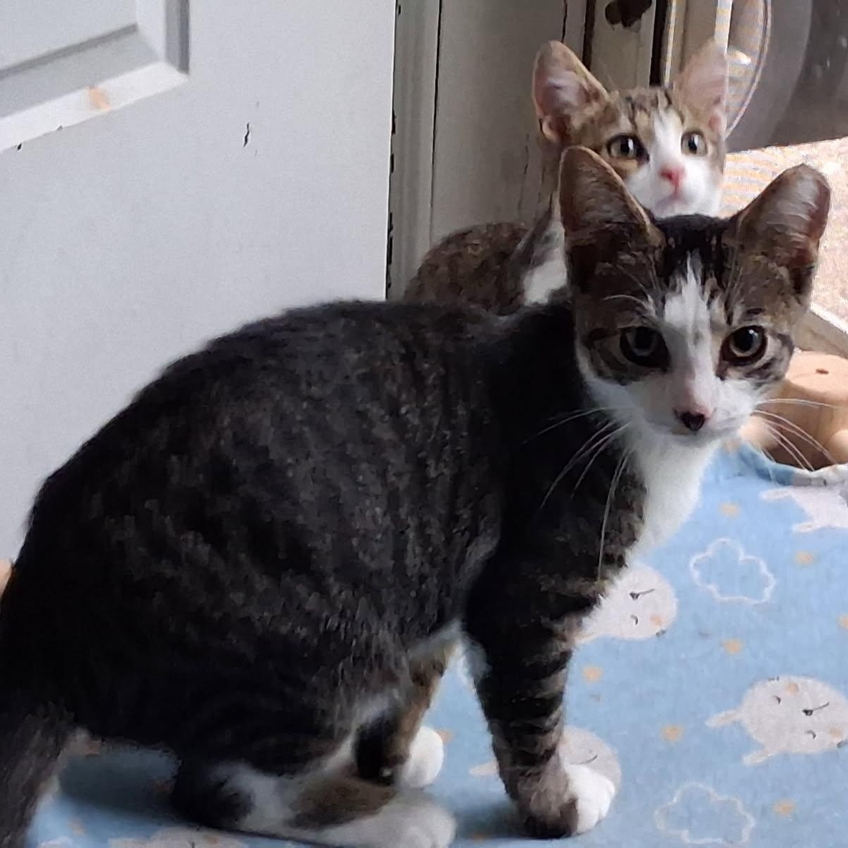 Enlarge Twix Fix, a Adoptable Domestic Short Hair in Hudsonville, MI image 5/5
