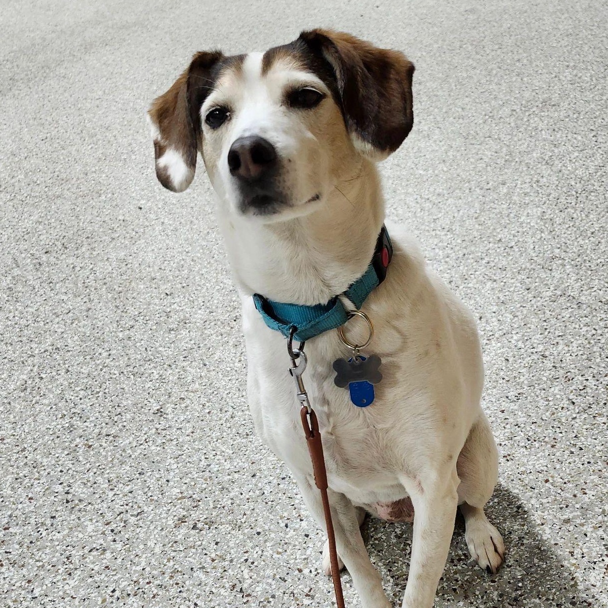 Enlarge Vicki, an adopted Terrier in Richland, MI image 1/1