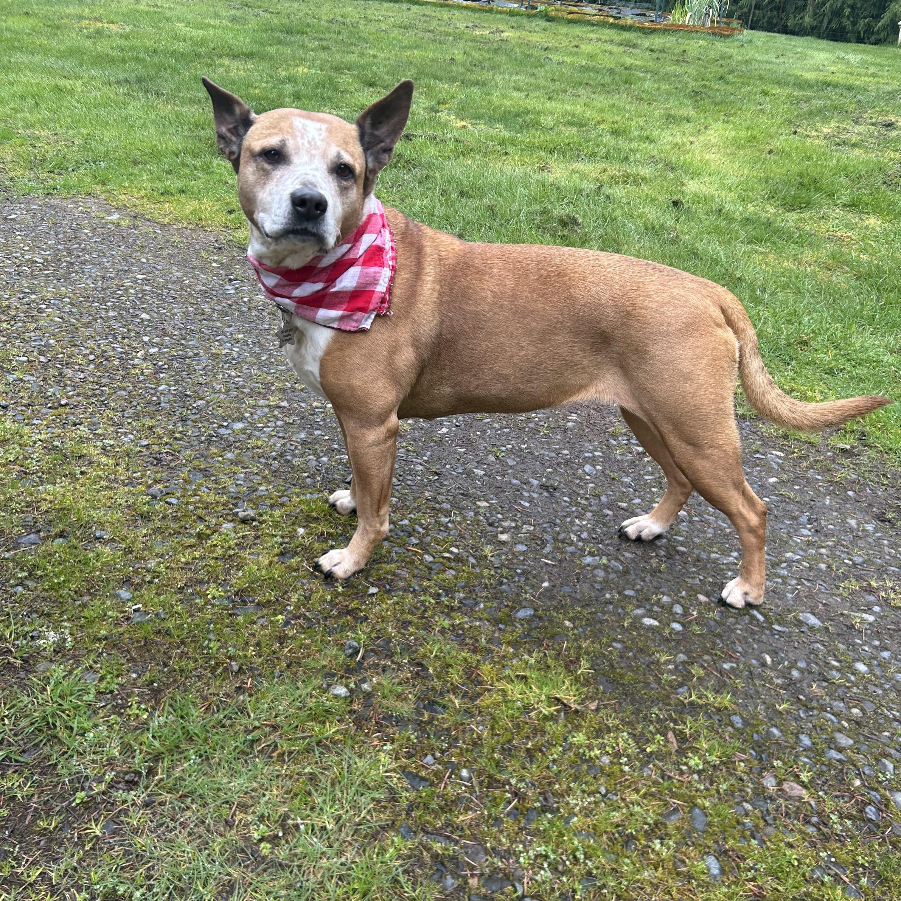 Zena, a Adoptable mixed breed in Port Angeles, WA image 5/6