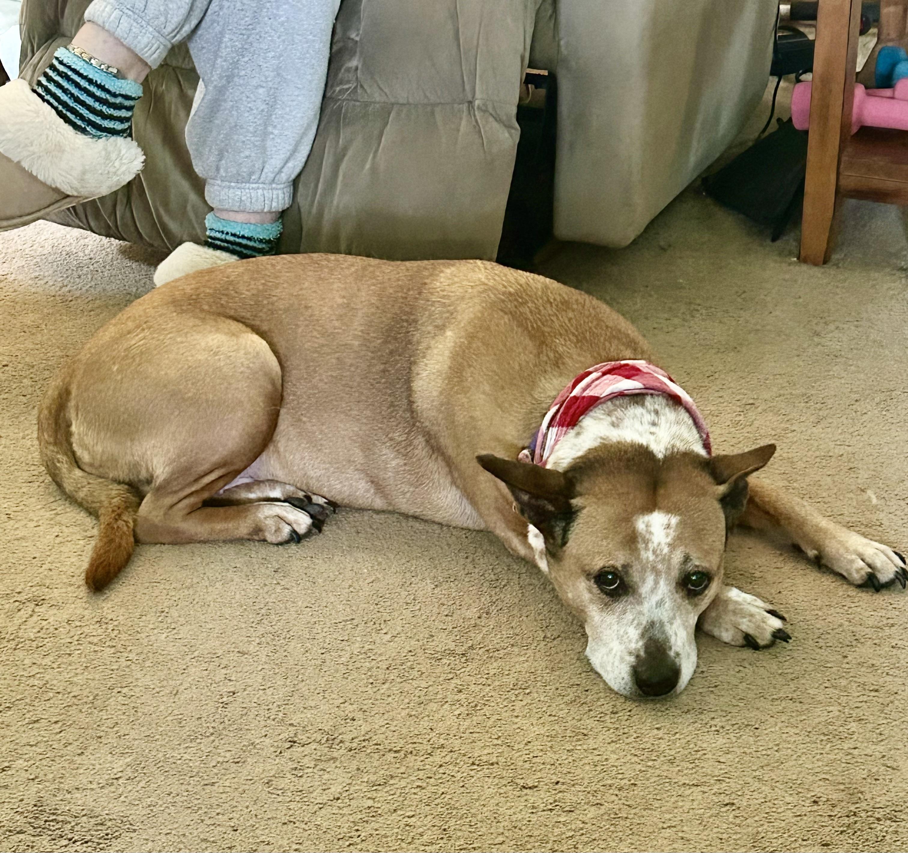 Zena, a Adoptable mixed breed in Port Angeles, WA image 4/6