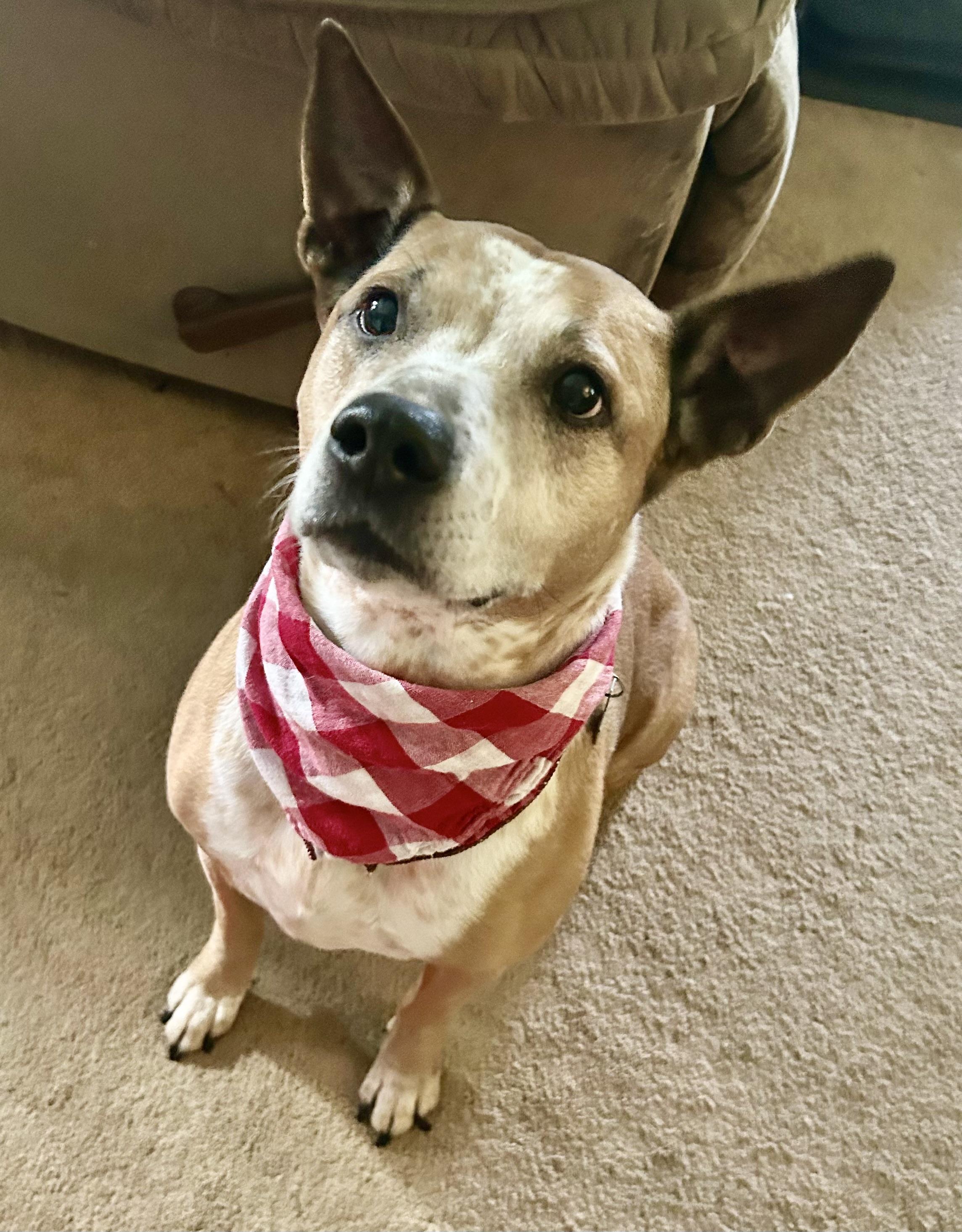 Zena, a Adoptable mixed breed in Port Angeles, WA image 1/6