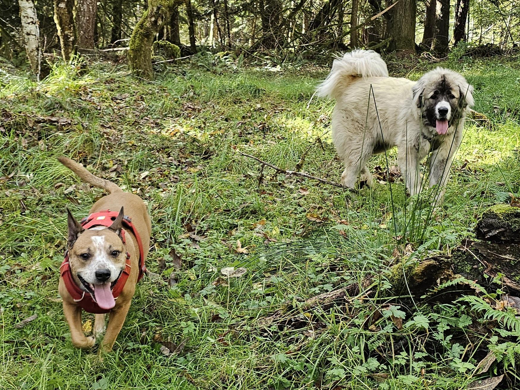 Zena, a Adoptable mixed breed in Port Angeles, WA image 2/6
