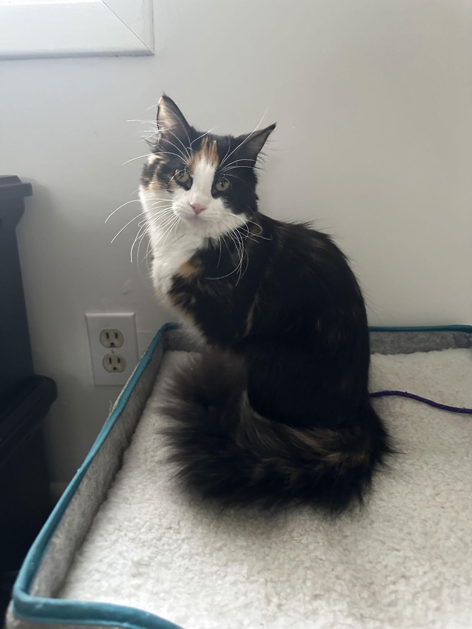 Rocky Road, Adoptable, Young Female Domestic Short Hair.