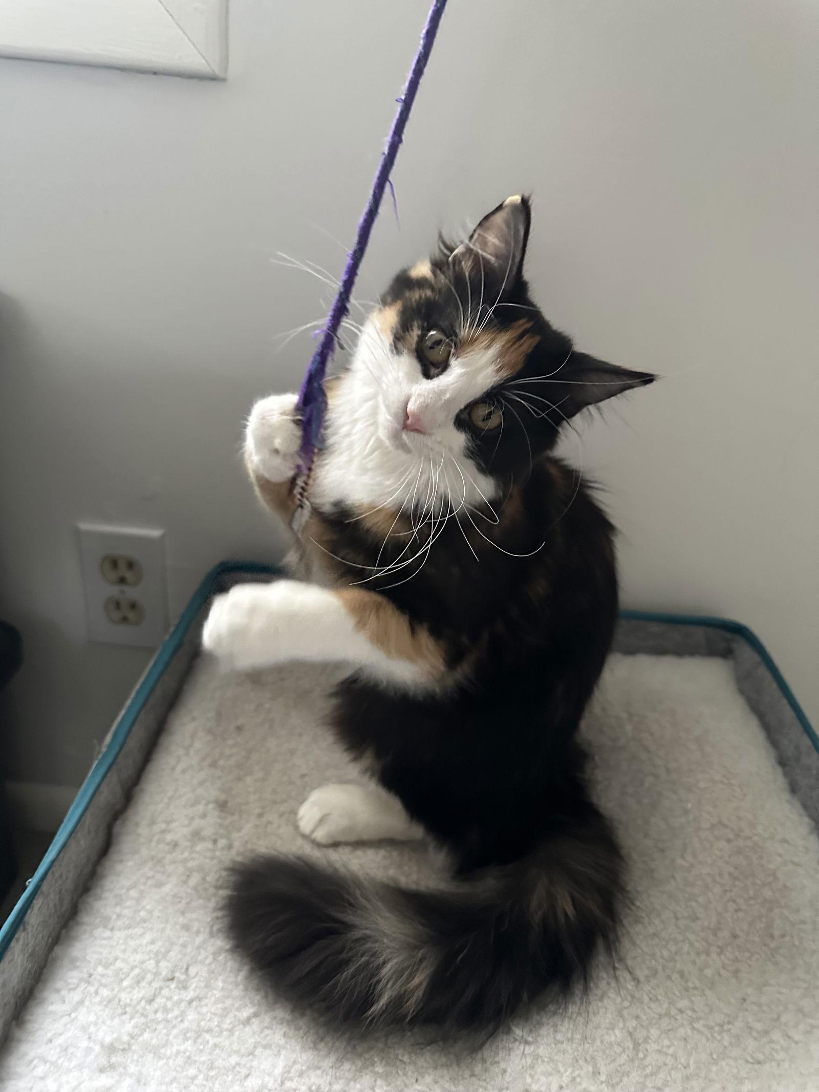 Enlarge Rocky Road, a Adoptable Domestic Short Hair in Minneapolis, MN image 2/2