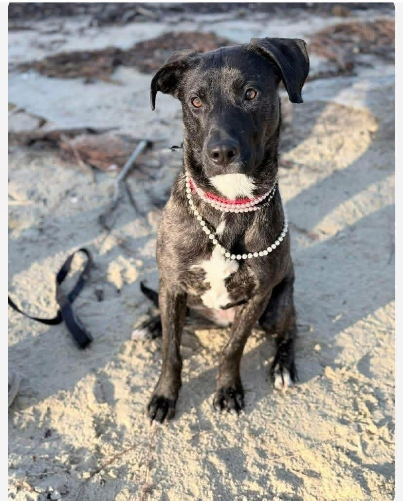 Holly, ADOPTABLE, Young Female Mixed Breed.