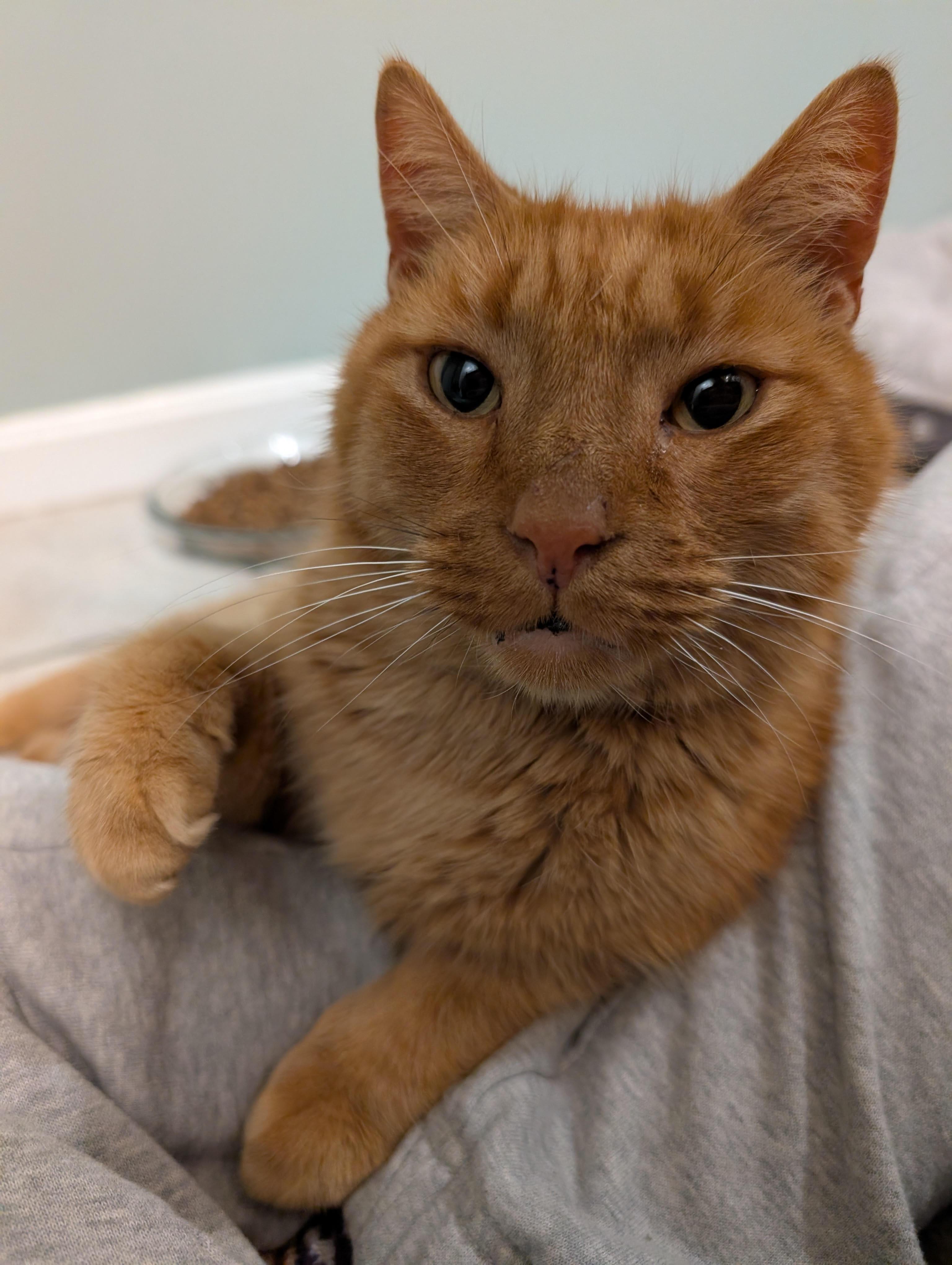 Nicholas, adopted, Adult Male Domestic Short Hair.