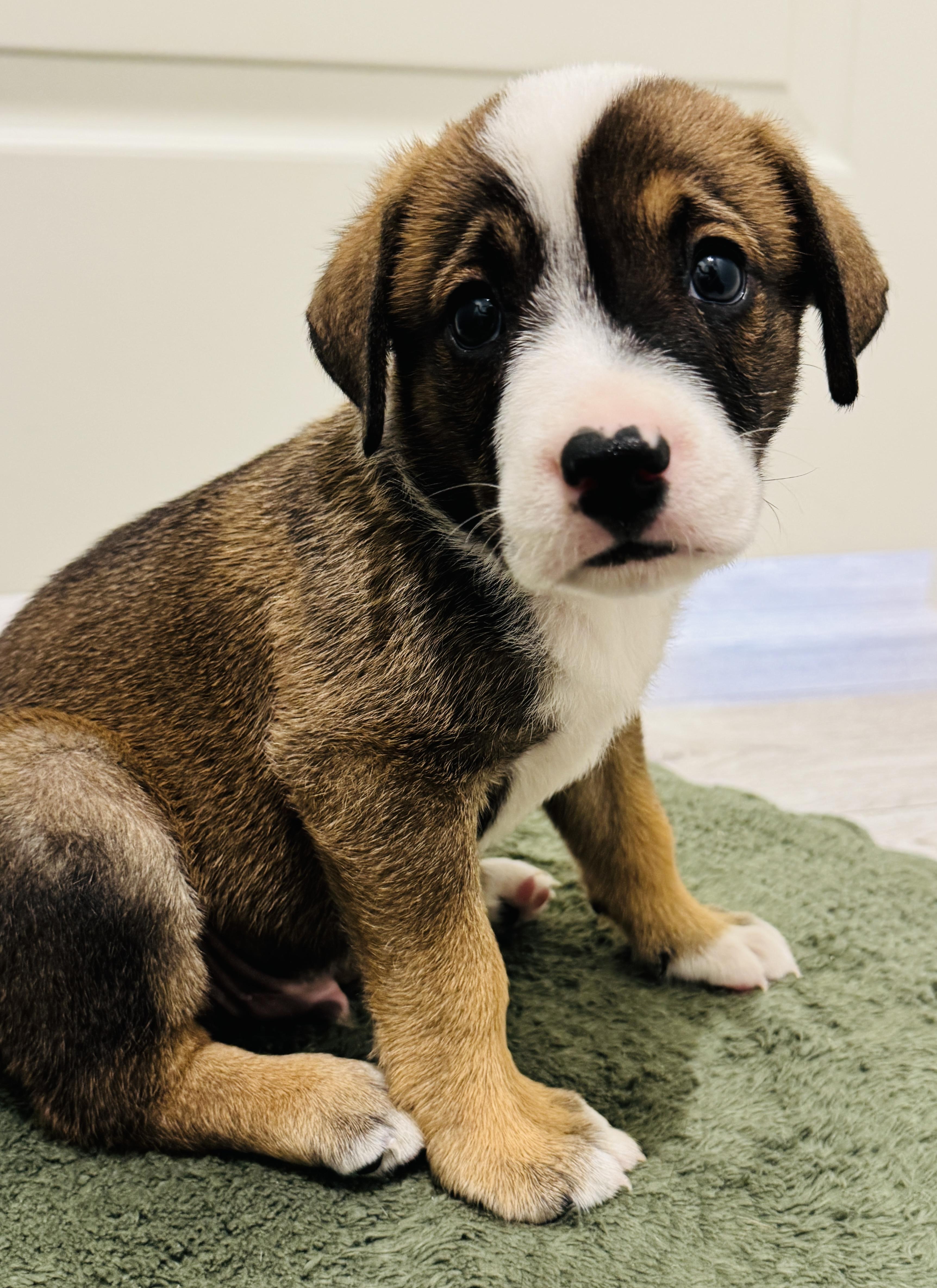 Enlarge Georgie, a Adopted mixed breed in Jacksonville, FL image 6/6