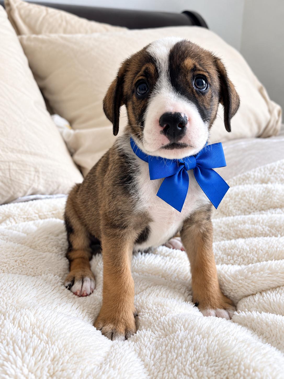 Enlarge Georgie, a Adopted mixed breed in Jacksonville, FL image 1/6