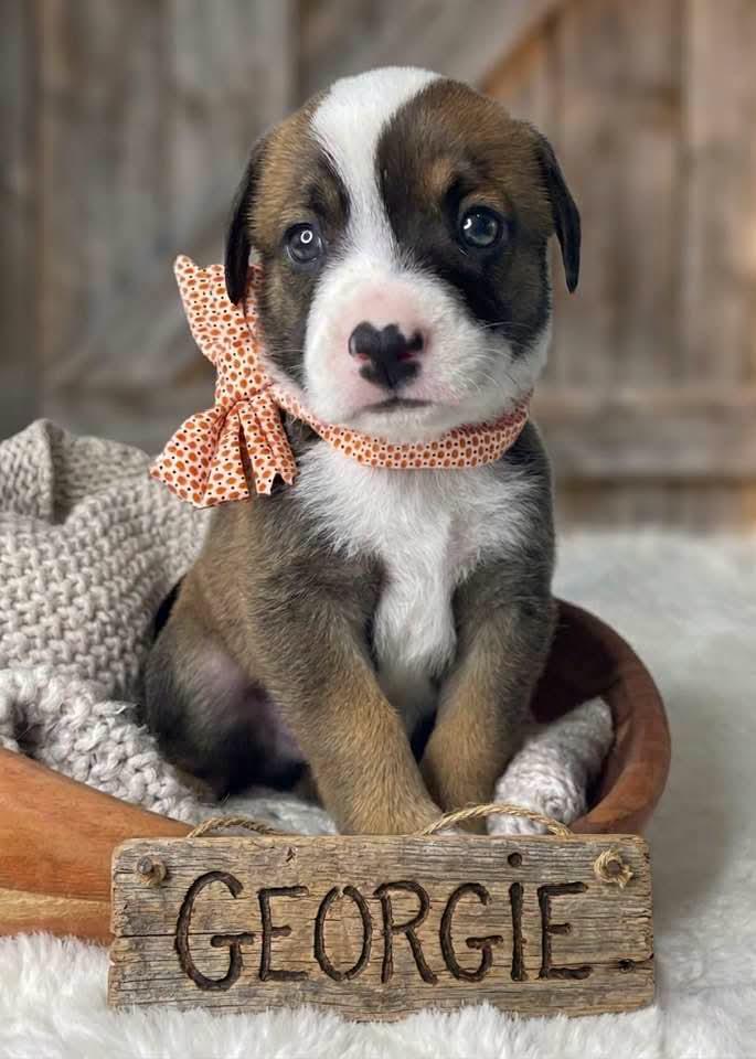 Enlarge Georgie, a Adopted mixed breed in Jacksonville, FL image 3/6