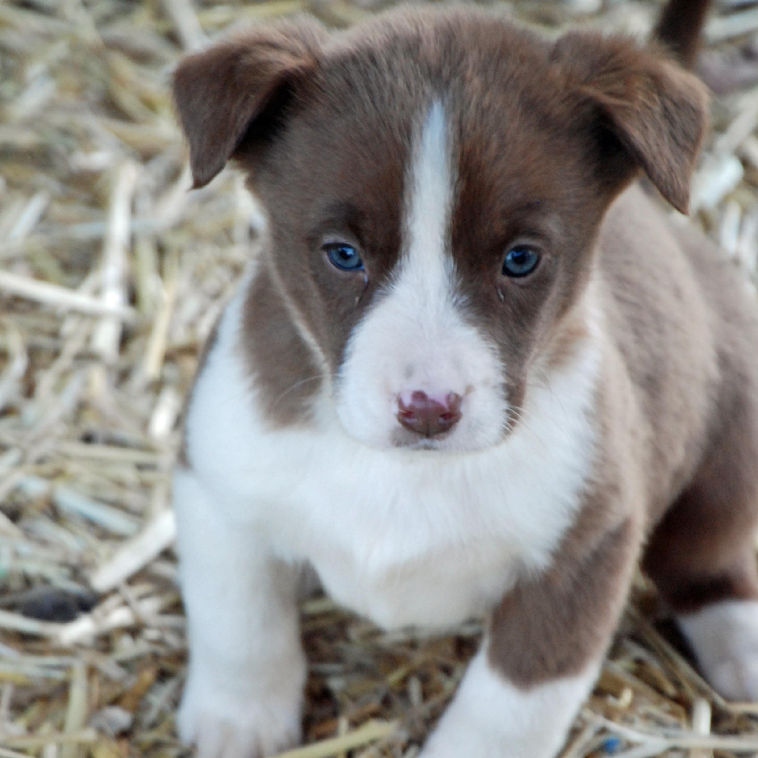 Enlarge Pocohontas, a ADOPTABLE mixed breed in Madisonville, TX image 2/6
