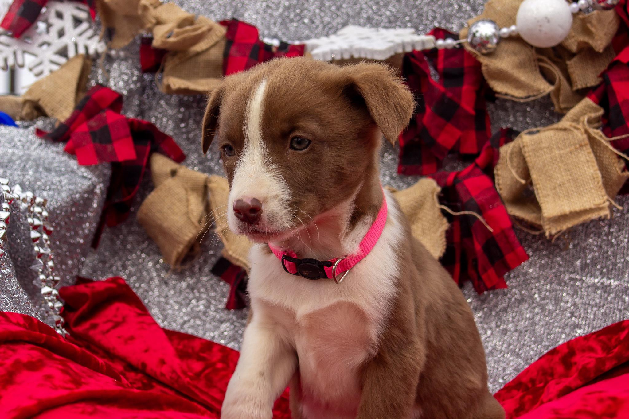 Enlarge Pocohontas, a ADOPTABLE mixed breed in Madisonville, TX image 6/6