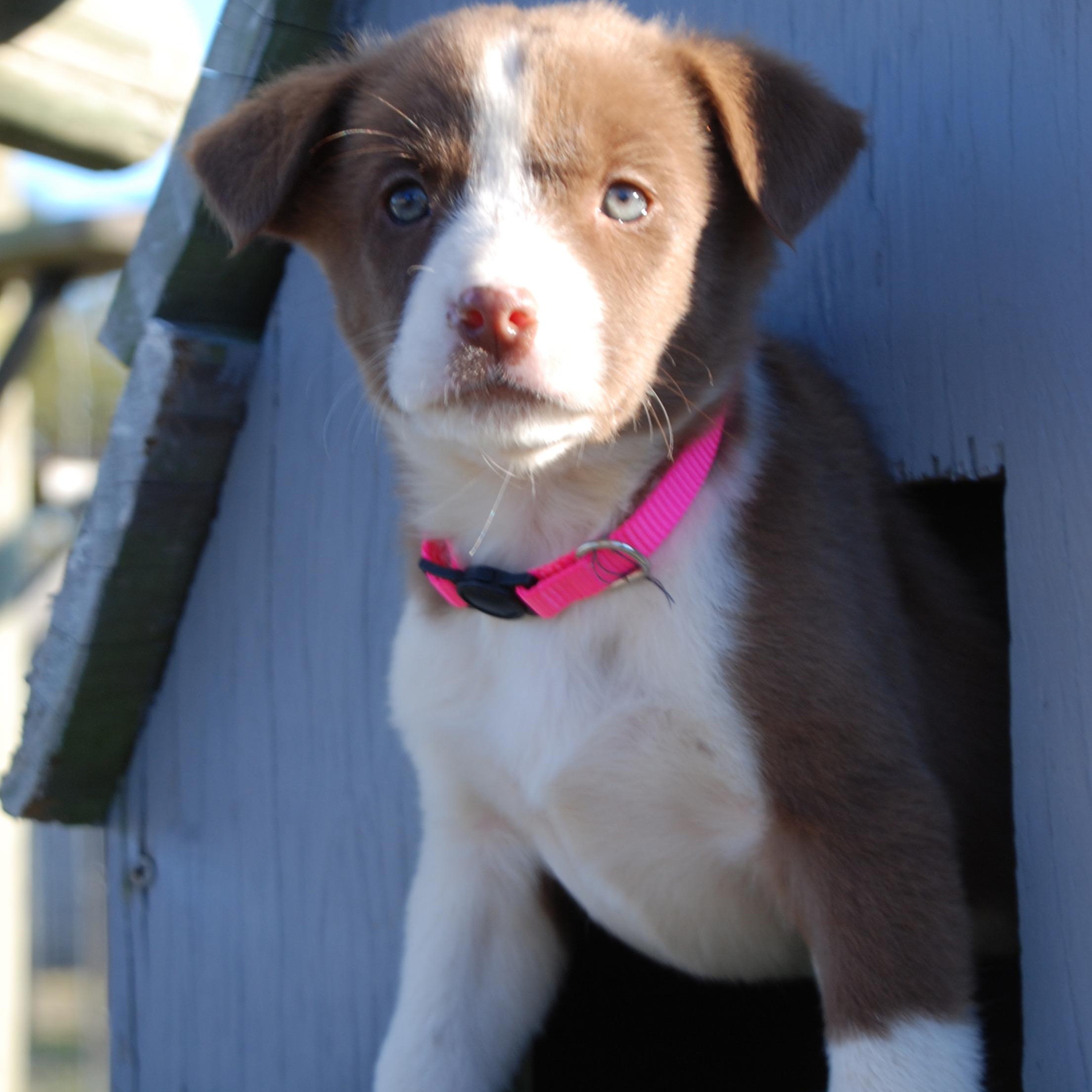 Pocohontas, ADOPTABLE, Puppy Female Australian Shepherd & Plott Hound.