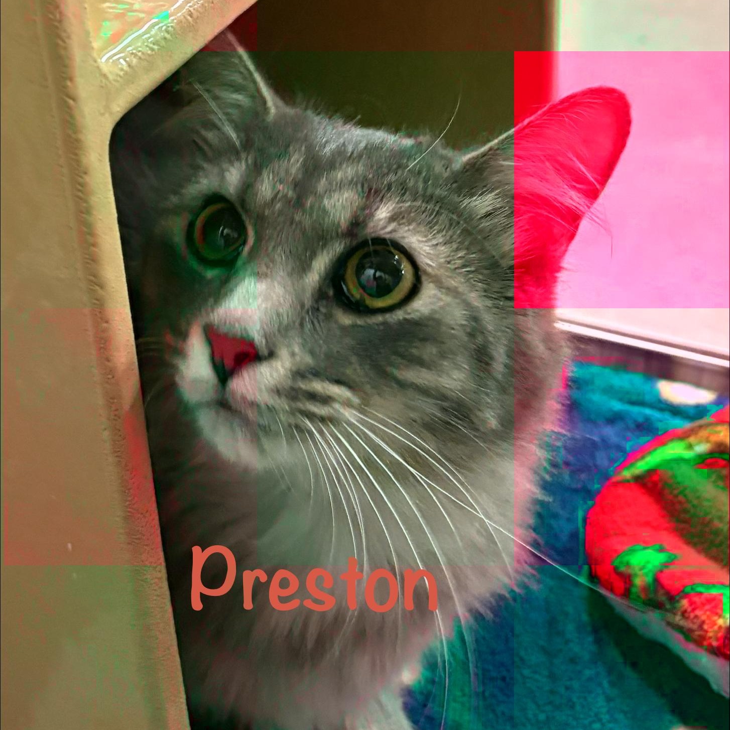 Enlarge Preston (call 602-692-1499 to meet Preston), an adopted mixed breed in Phoenix, AZ image 3/4