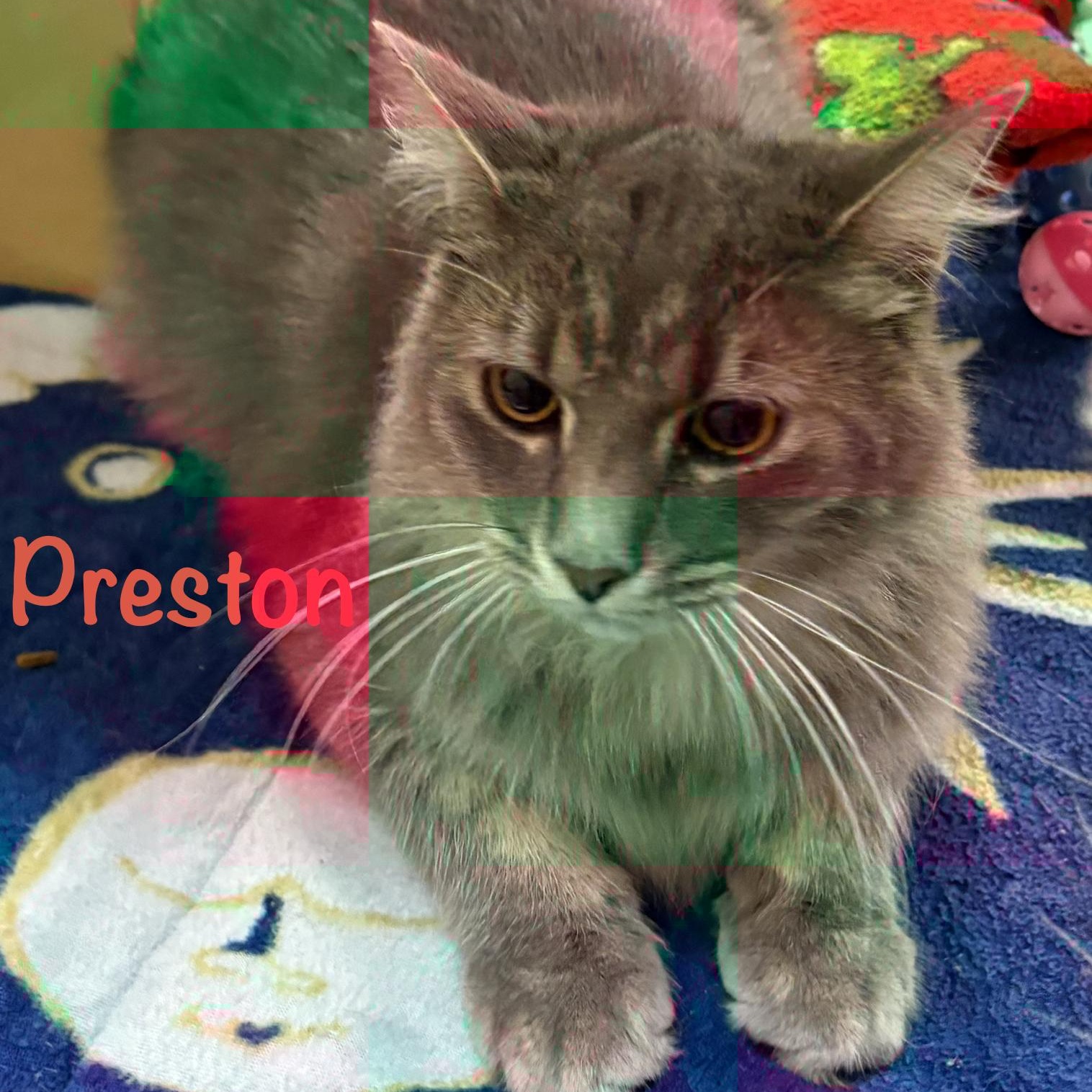 Enlarge Preston (call 602-692-1499 to meet Preston), an adopted mixed breed in Phoenix, AZ image 2/4