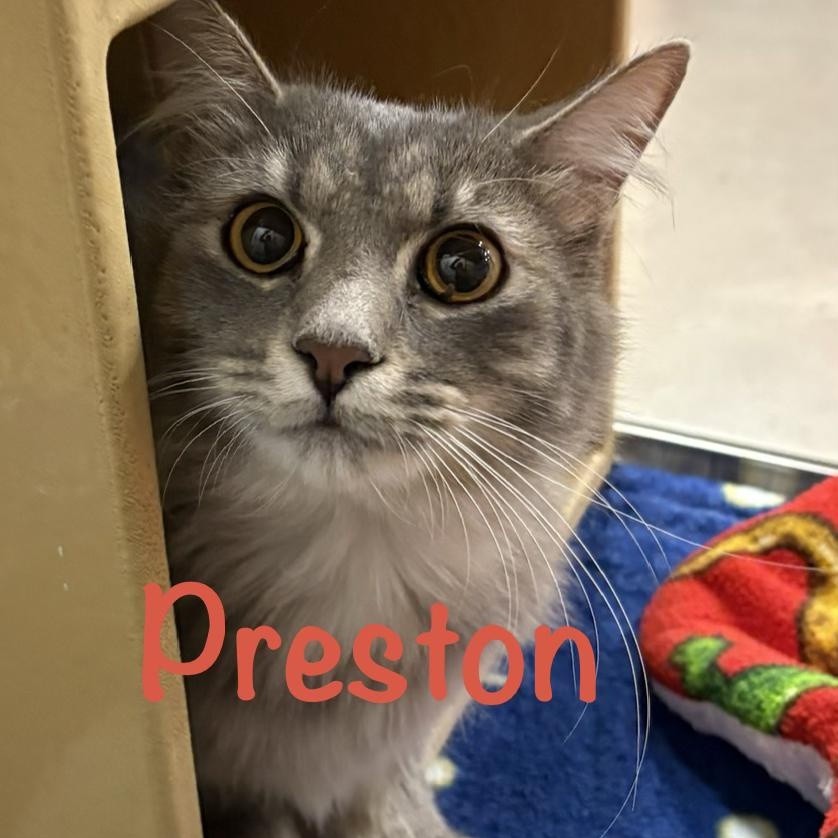 Preston (call 602-692-1499 to meet Preston), adopted, Adult Male Tabby.