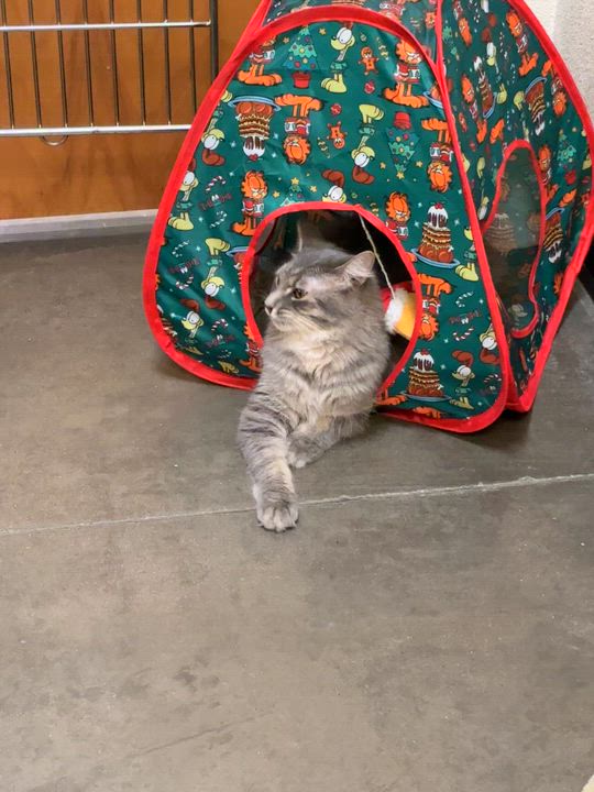 Enlarge Preston (call 602-692-1499 to meet Preston), an adopted mixed breed in Phoenix, AZ video 4/4