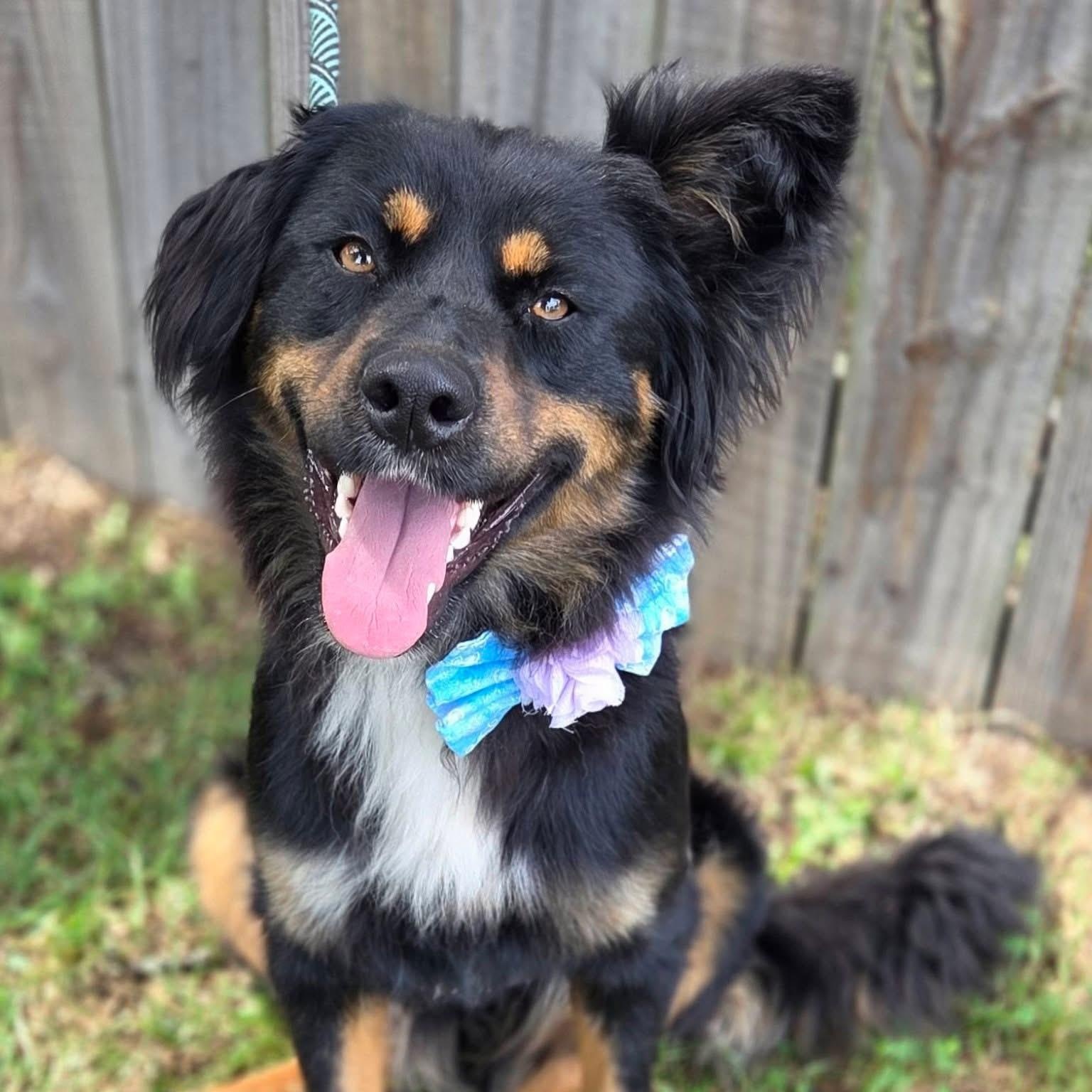 Sasha, ADOPTABLE, Adult Female Australian Shepherd.