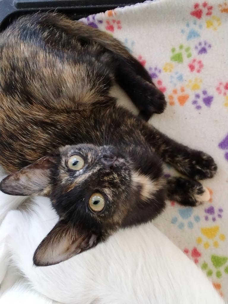 Enlarge Tortie, a Adoptable mixed breed in Richland Hills, TX image 1/1