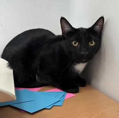 Geo, Adoptable, Young Male Domestic Short Hair & Domestic Short Hair.