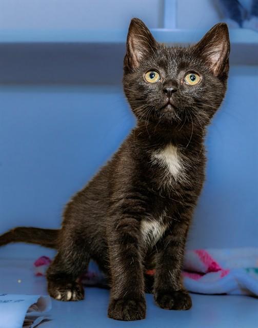 DREAMY, Adoptable, Kitten Female Domestic Short Hair.