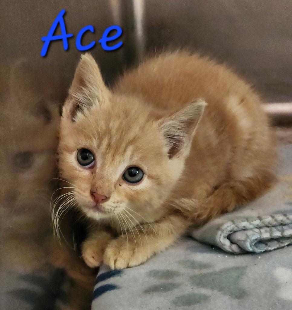 Ace, Adoptable, Kitten Male Domestic Short Hair.