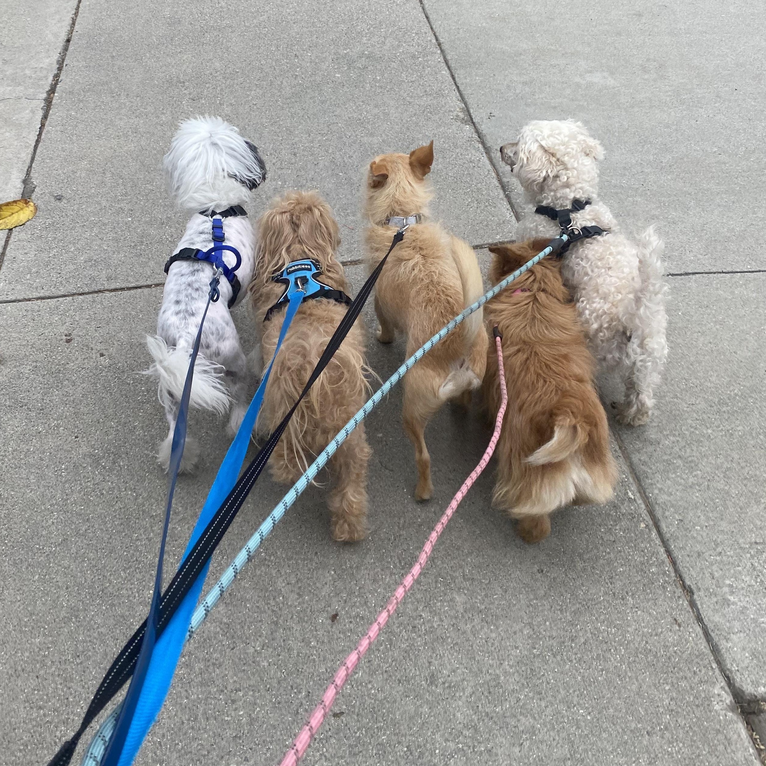 Enlarge Nanuk, a Adoptable mixed breed in Orange, CA image 5/6