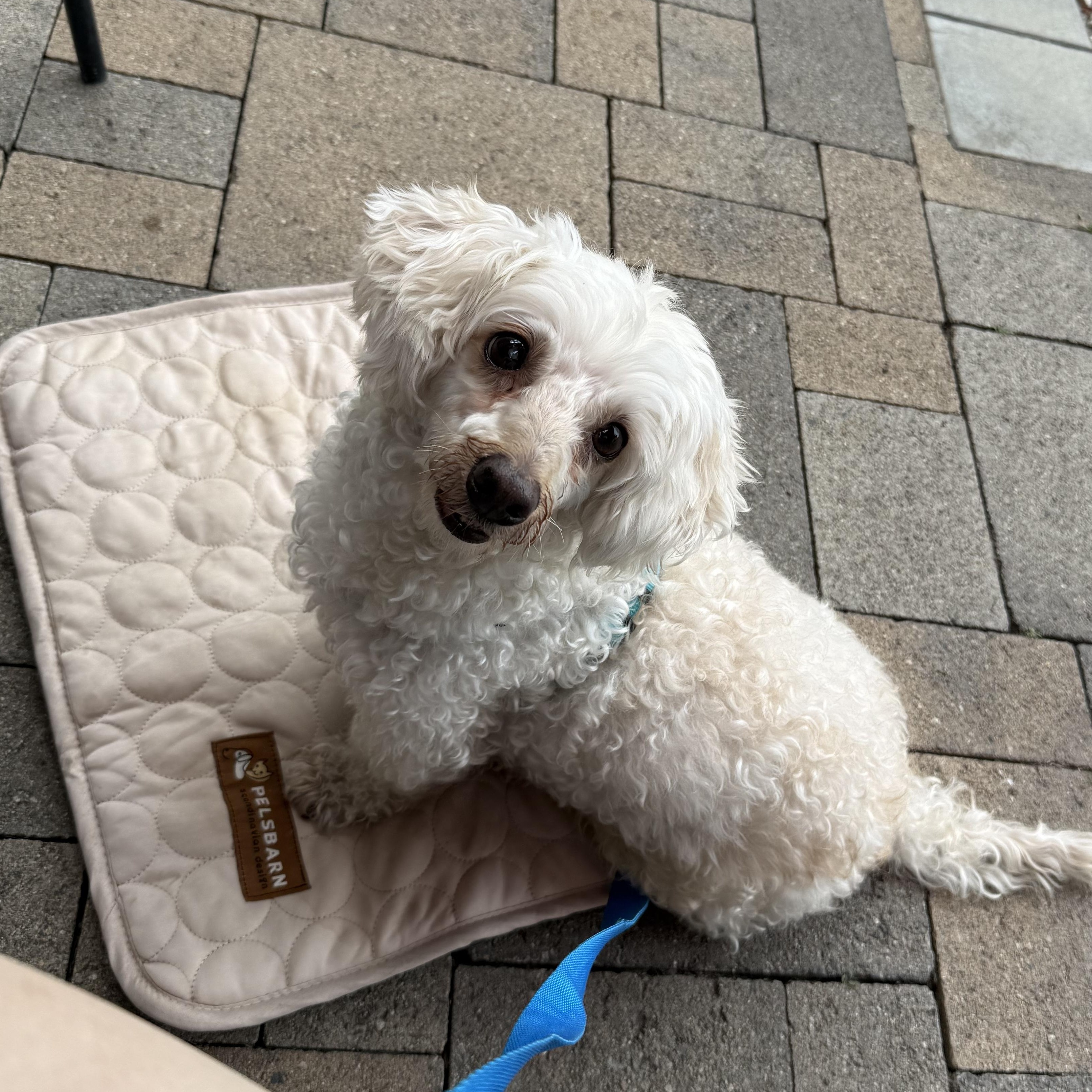 Enlarge Nanuk, a Adoptable mixed breed in Orange, CA image 1/6