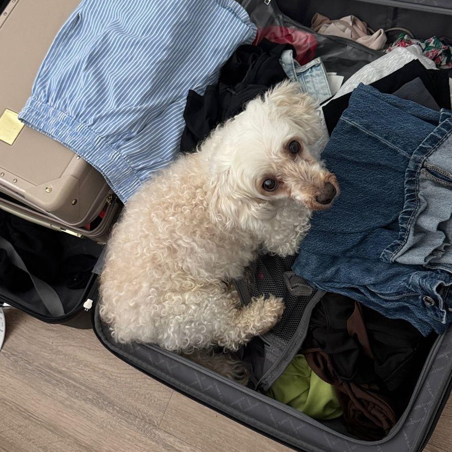 Enlarge Nanuk, a Adoptable mixed breed in Orange, CA image 2/6