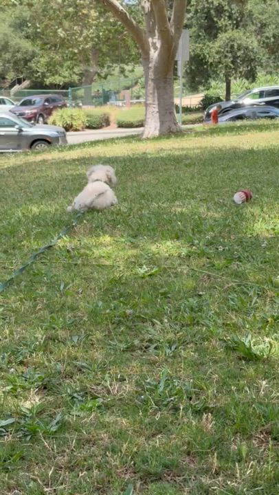 Enlarge Nanuk, a Adoptable mixed breed in Orange, CA video 4/6