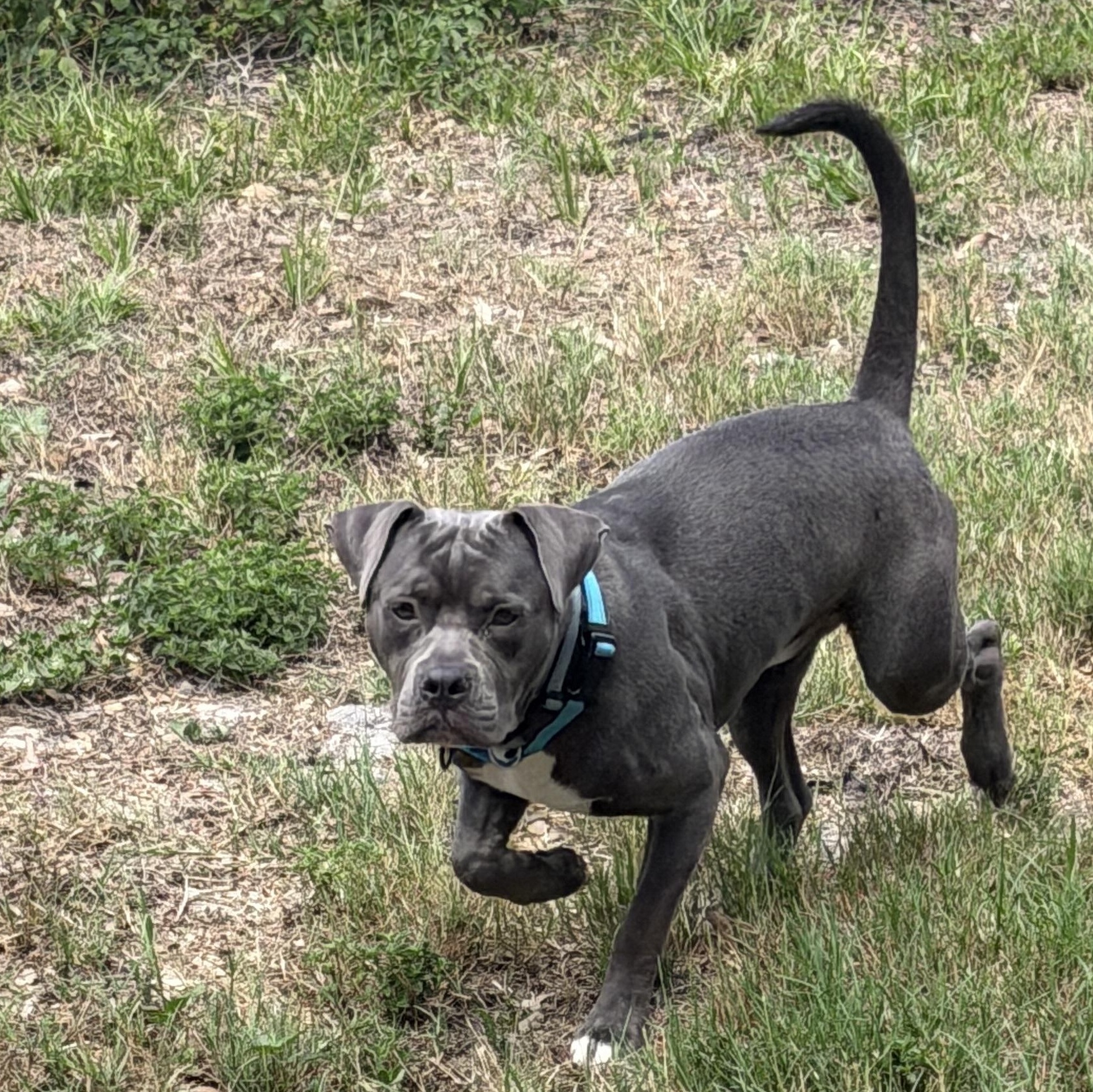 Smoky, an adoptable American Staffordshire Terrier in Tampa, FL image 4/6