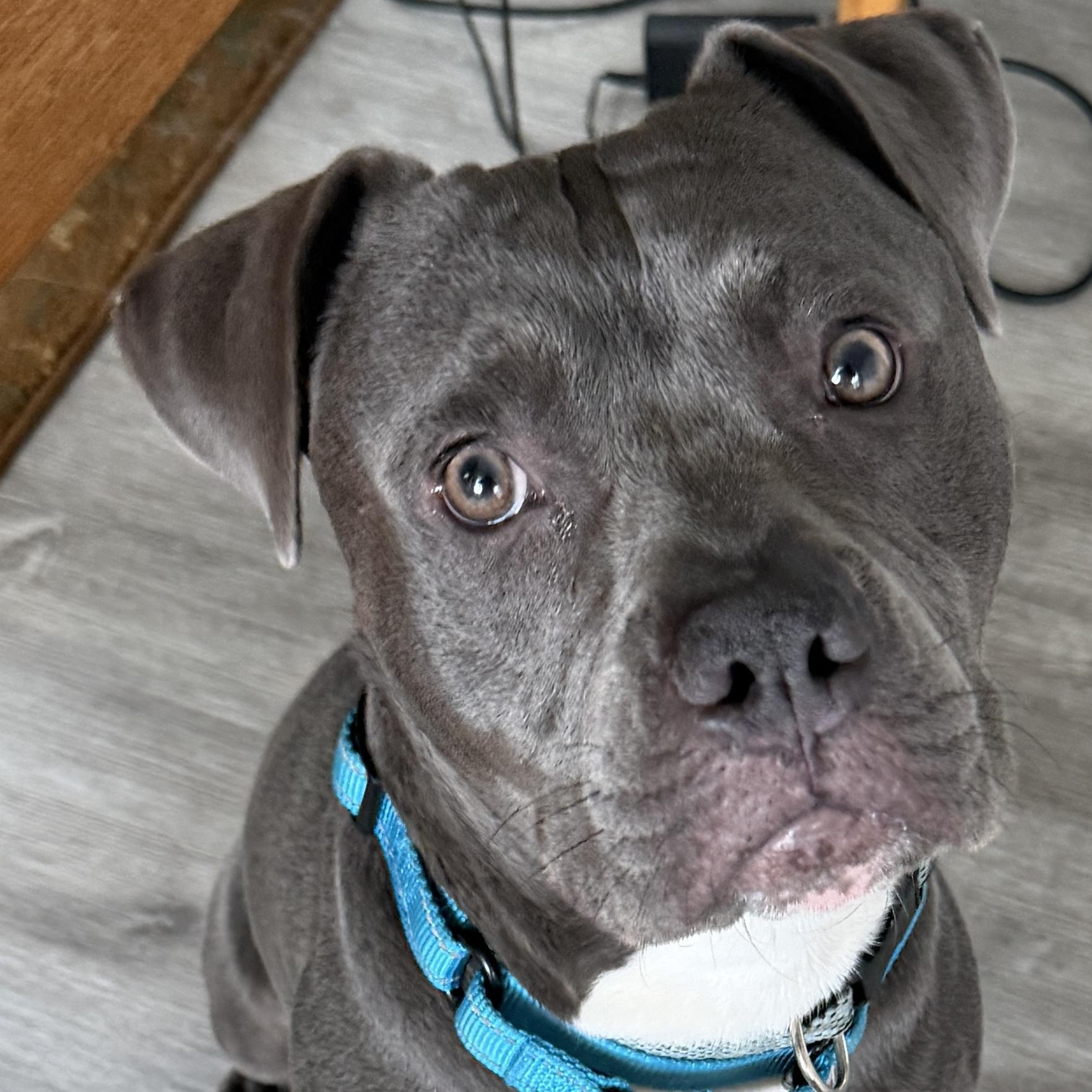 Smoky, an adoptable American Staffordshire Terrier in Tampa, FL image 3/6