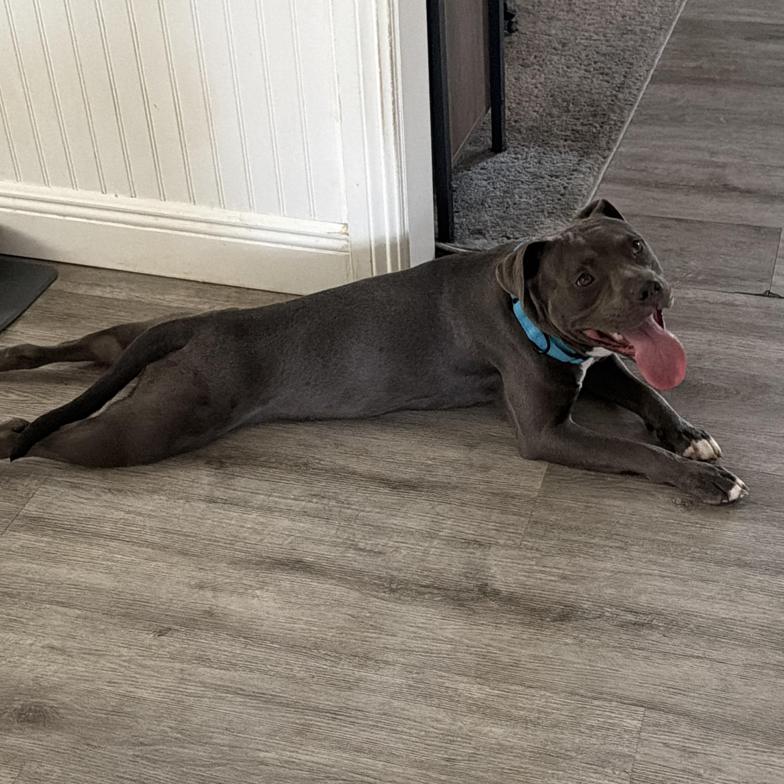 Smoky, an adoptable American Staffordshire Terrier in Tampa, FL image 6/6