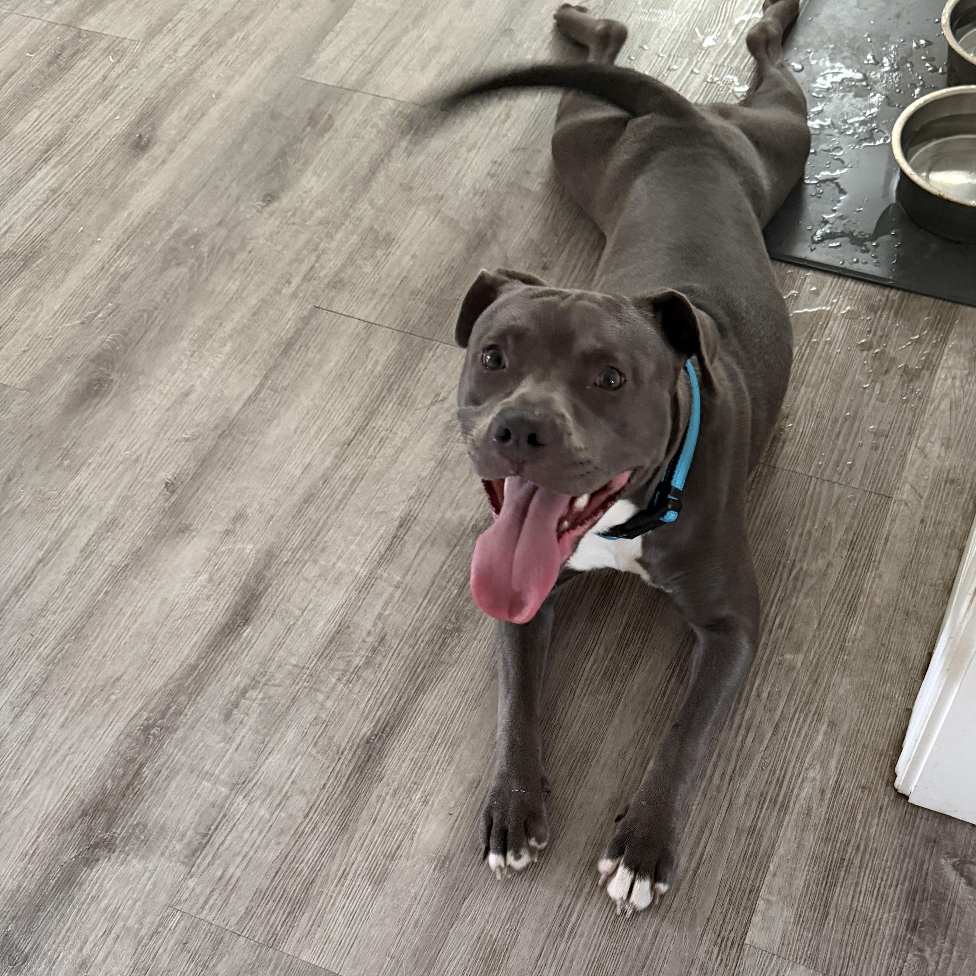 Smoky, an adoptable American Staffordshire Terrier in Tampa, FL image 5/6