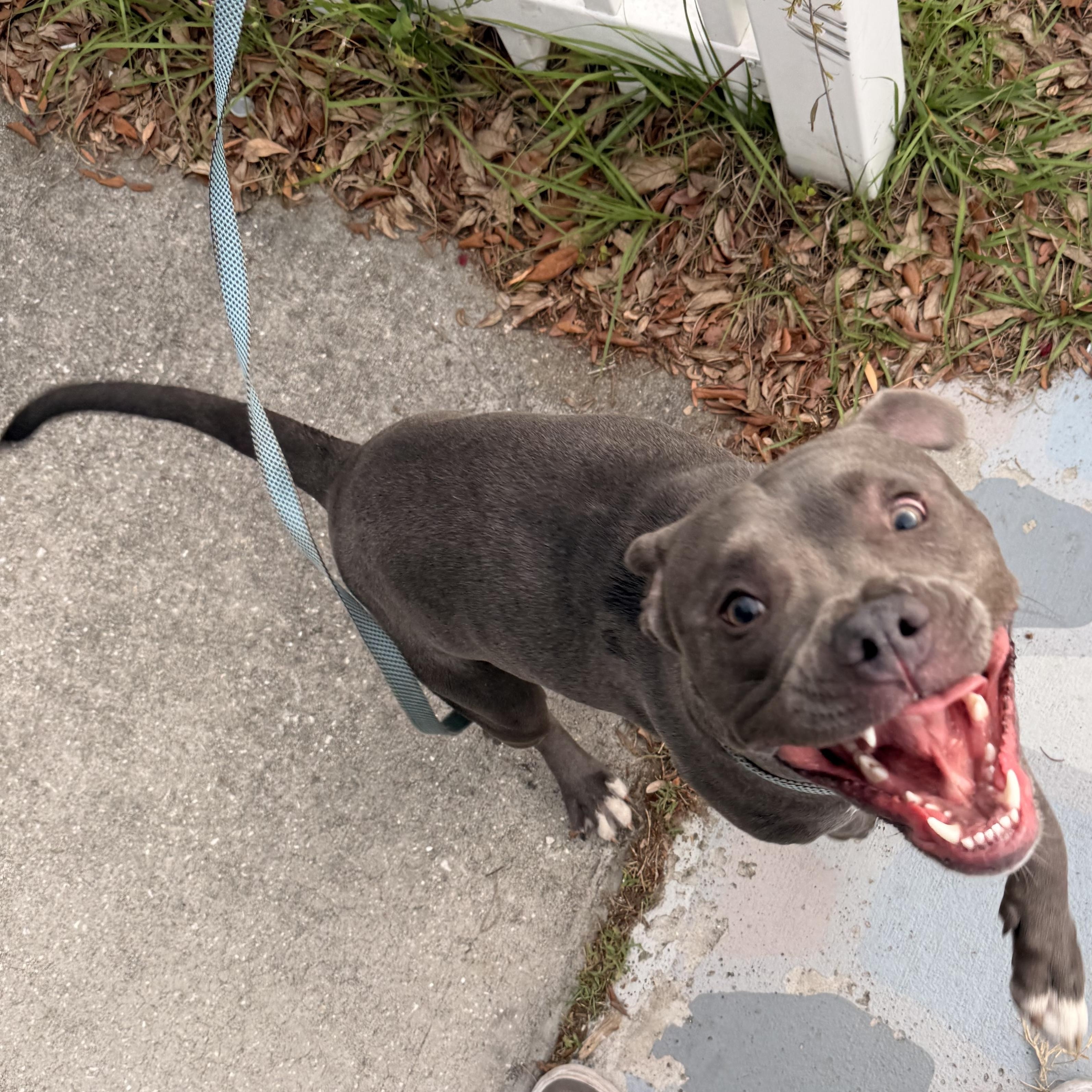 Smoky, adoptable, Young Male American Staffordshire Terrier.