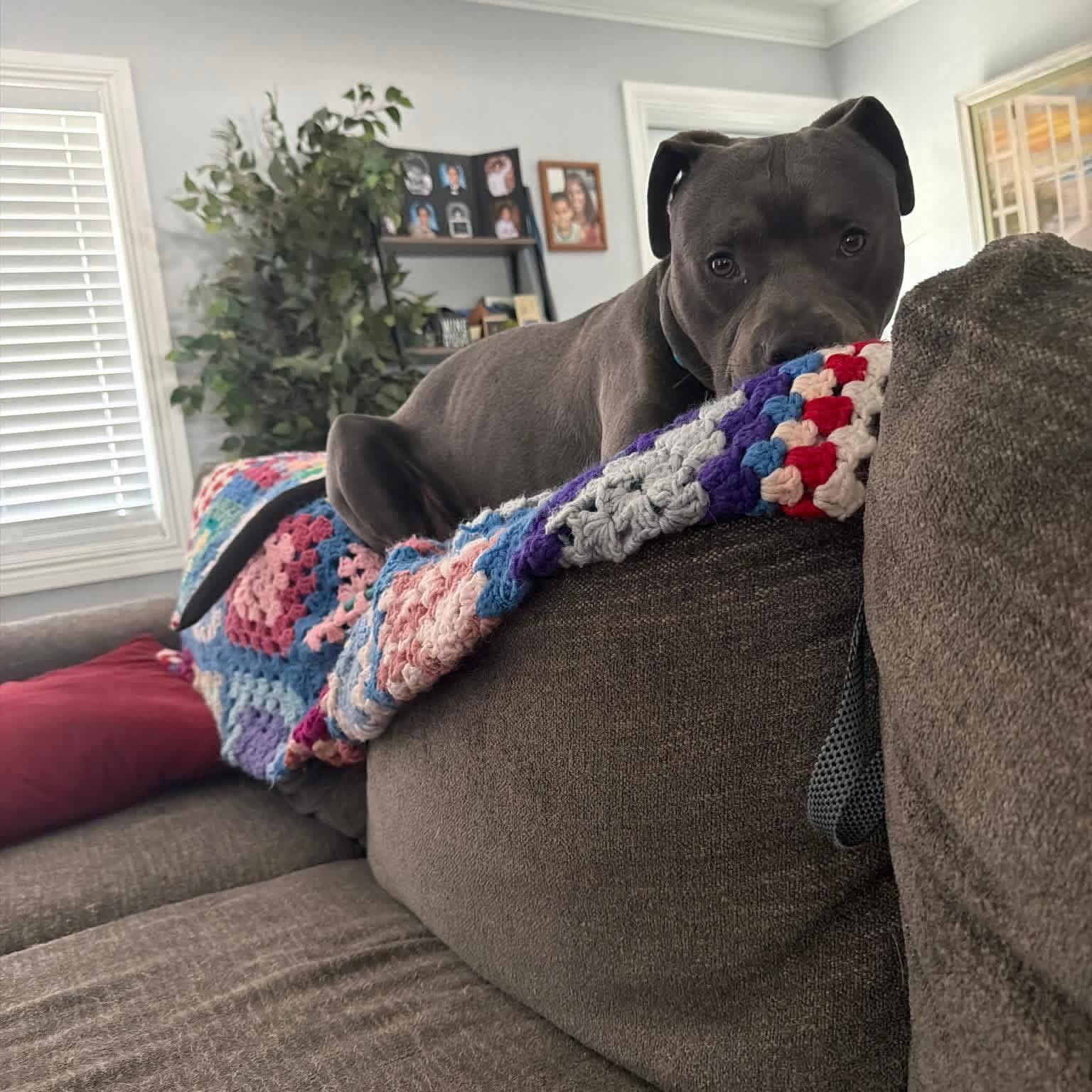Smoky, an adoptable American Staffordshire Terrier in Tampa, FL image 2/6