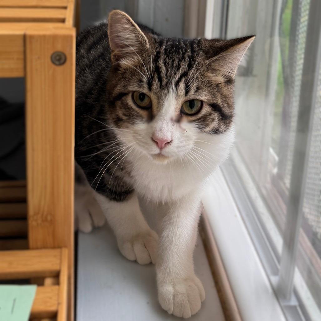 Rory, Adoptable, Young Male Domestic Short Hair.