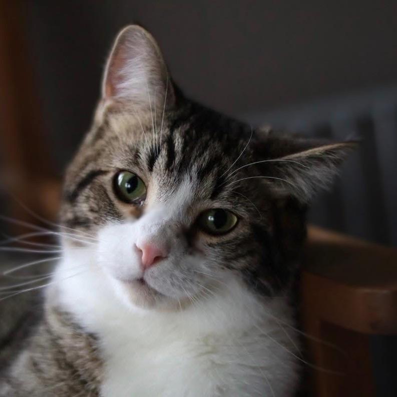 Rory, a Adoptable Domestic Short Hair in Richland, MI image 2/3
