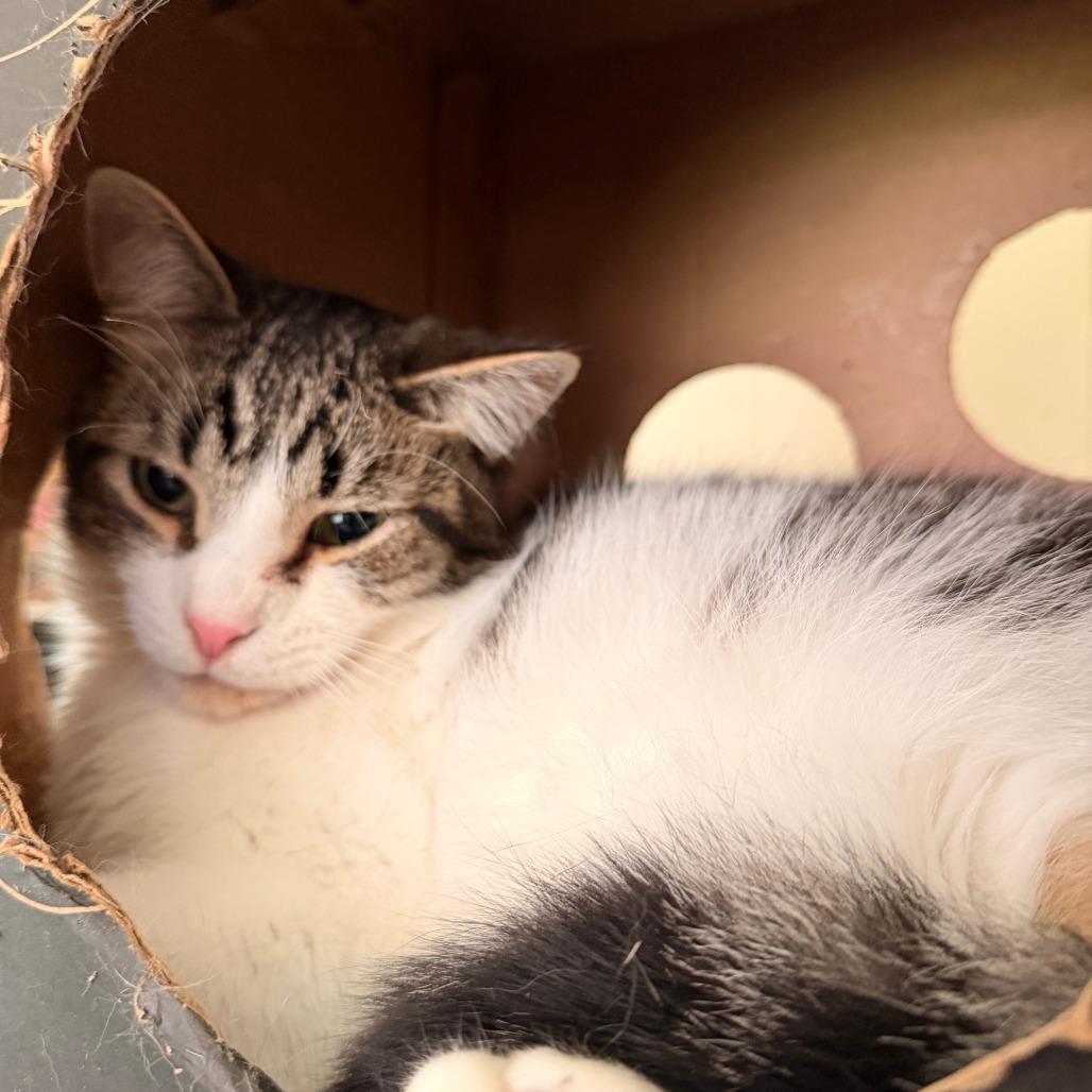 Rory, a Adoptable Domestic Short Hair in Richland, MI image 3/3
