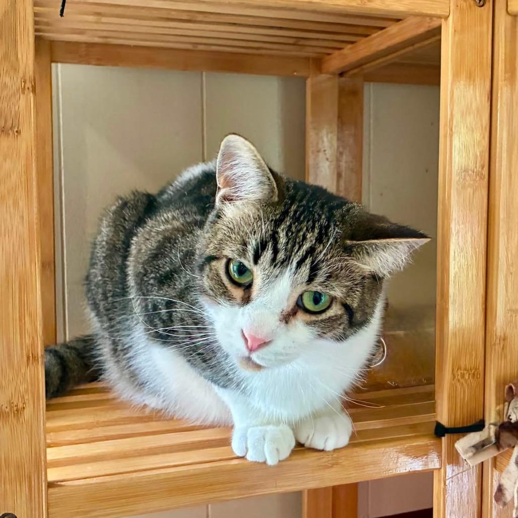 Enlarge Rory, a Adoptable Domestic Short Hair in Richland, MI image 5/5