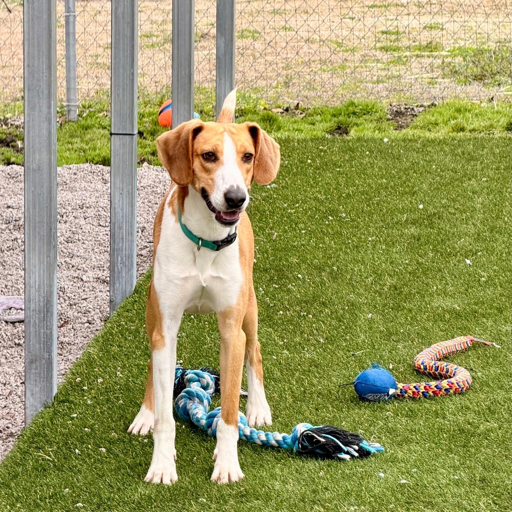 P. Sherman, a Adoptable Hound in Newport, NC image 1/6
