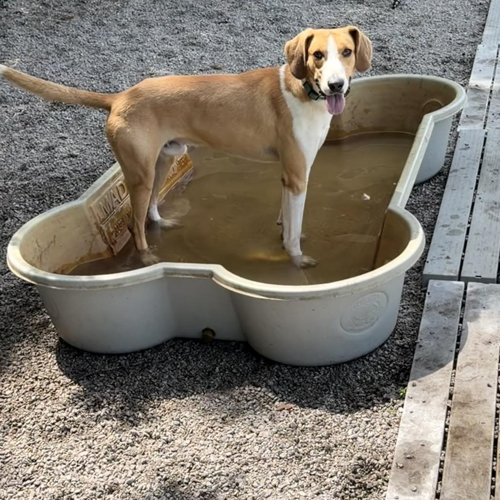 P. Sherman, a Adoptable Hound in Newport, NC image 2/6