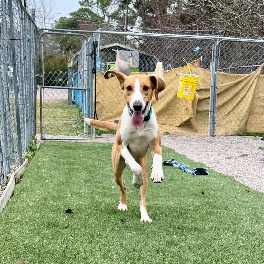 P. Sherman, a Adoptable Hound in Newport, NC image 3/6