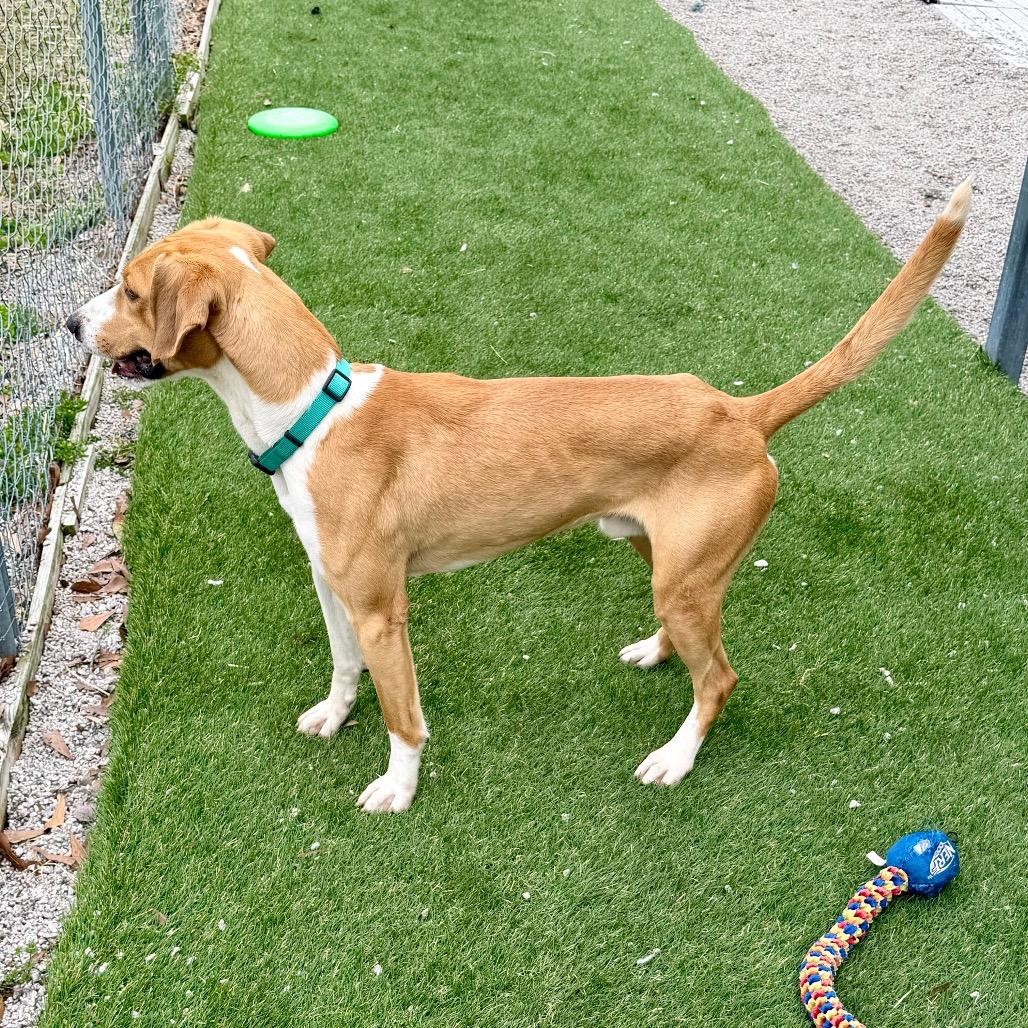 P. Sherman, a Adoptable Hound in Newport, NC image 4/6