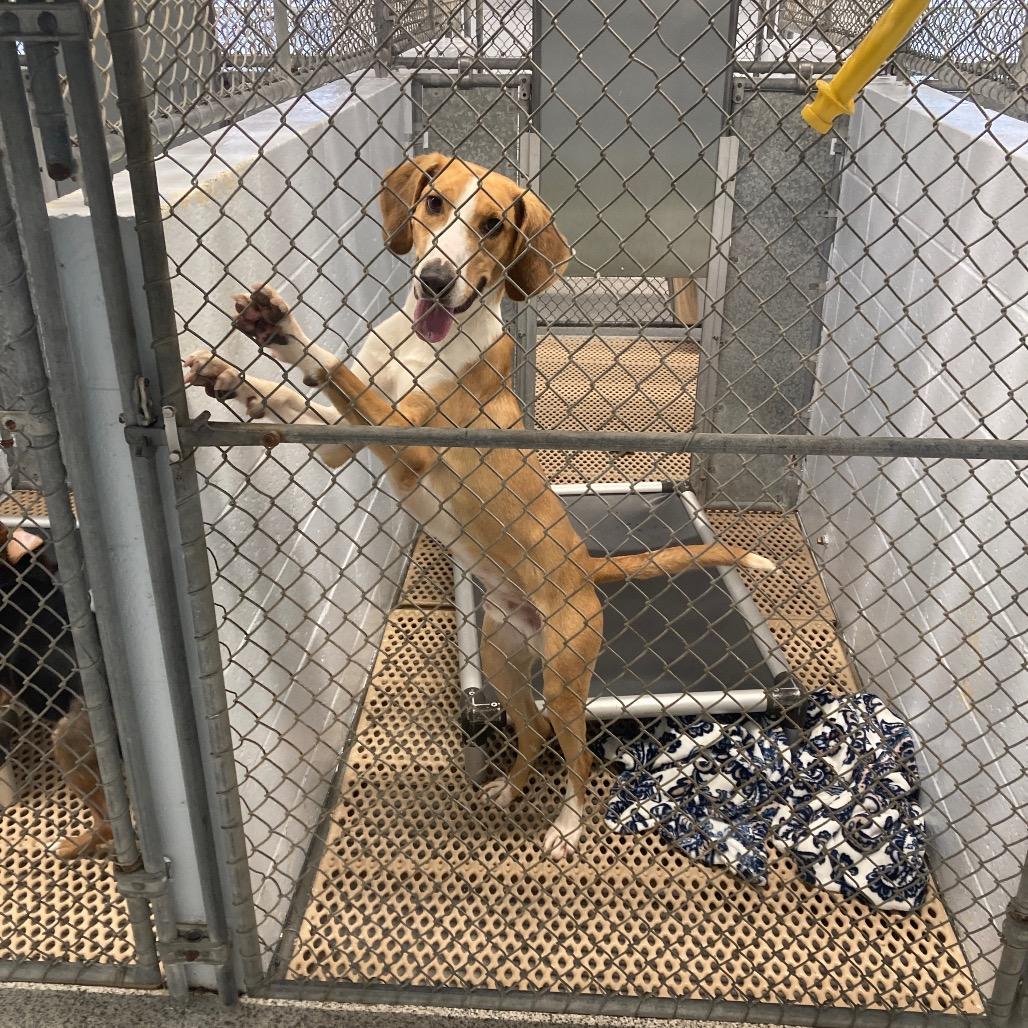P. Sherman, a Adoptable Hound in Newport, NC image 5/6