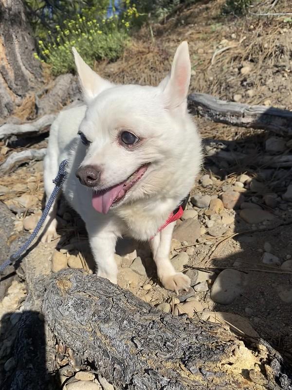 Chloe, an adopted Mixed Breed in Truckee, CA image 1/6