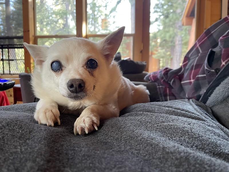 Chloe, an adopted Mixed Breed in Truckee, CA image 2/6